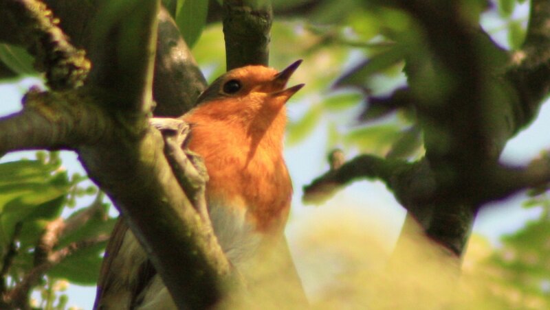 Robin Bird on Branch — Orange