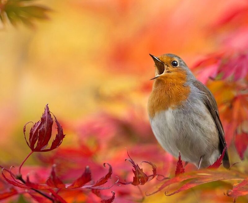 Robin Bird on Branch — Red