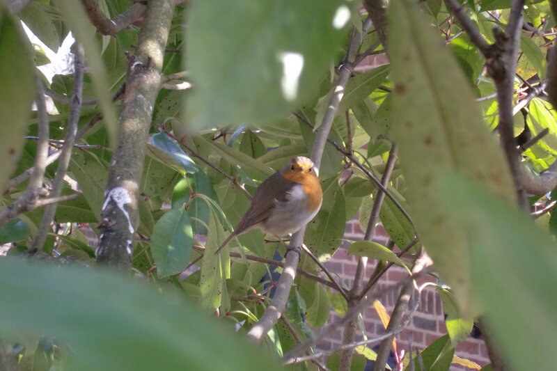 Robin Bird on Branch