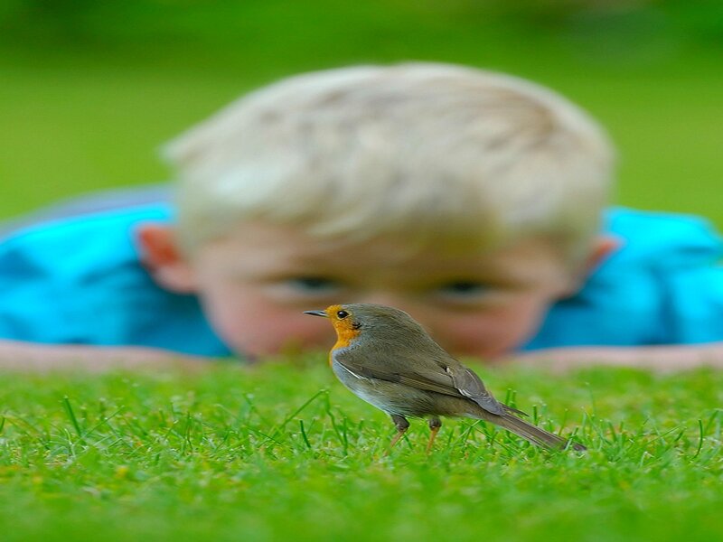 Robin Bird on Grass