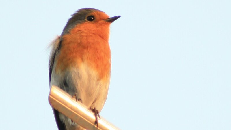 Robin Bird on Perch