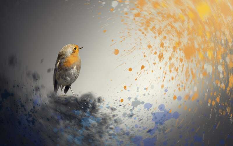 Robin Bird on Rock