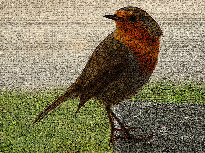 Robin Bird Perched