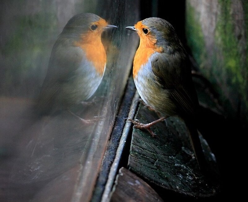 Robin Bird Reflection