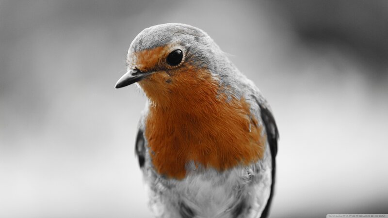 Robin Bird