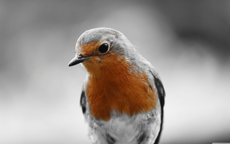 Robin Bird with Red Breast