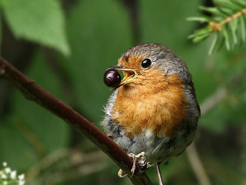 Robin Eating a Berry
