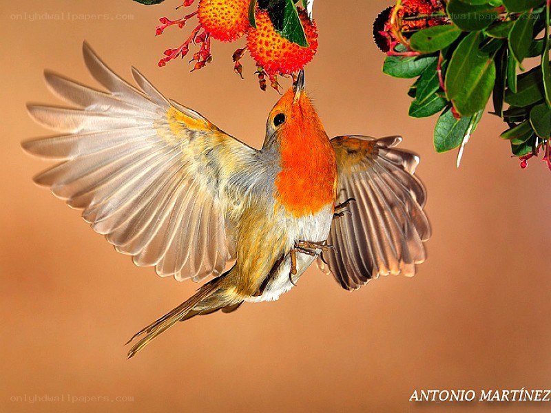 Robin eating berries in flight