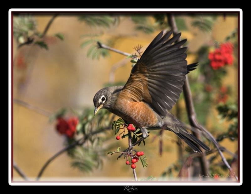 Robin Eating Berries