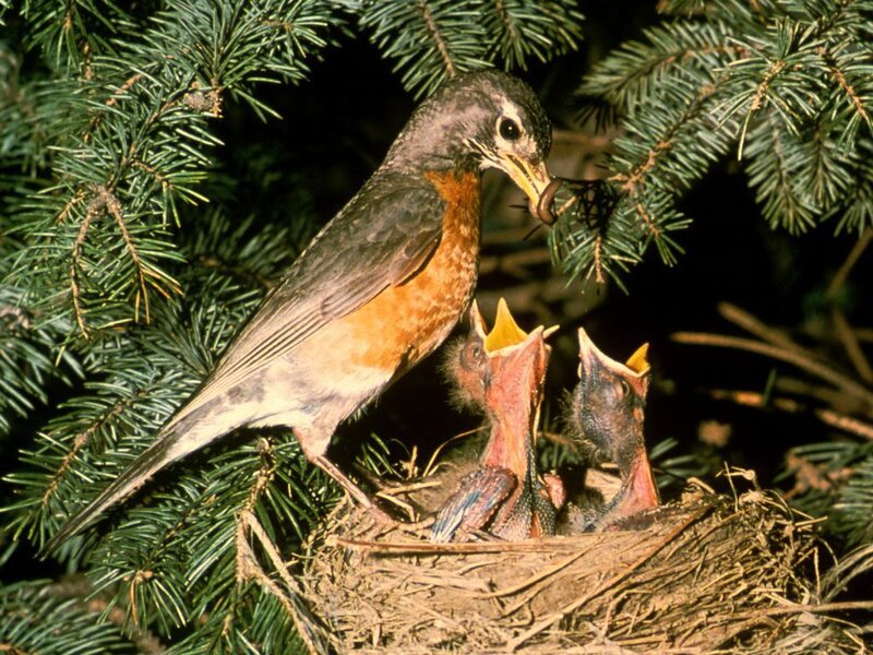 Robin feeding chicks in nest