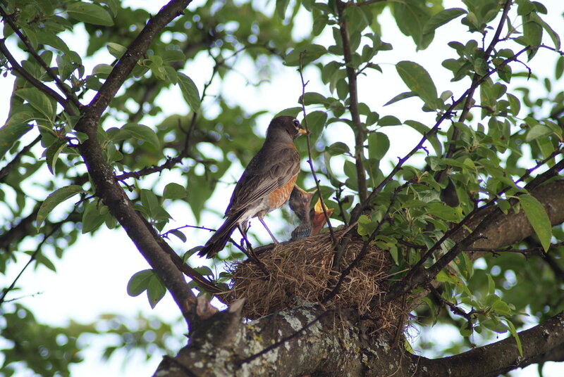 Robin Feeding Chicks
