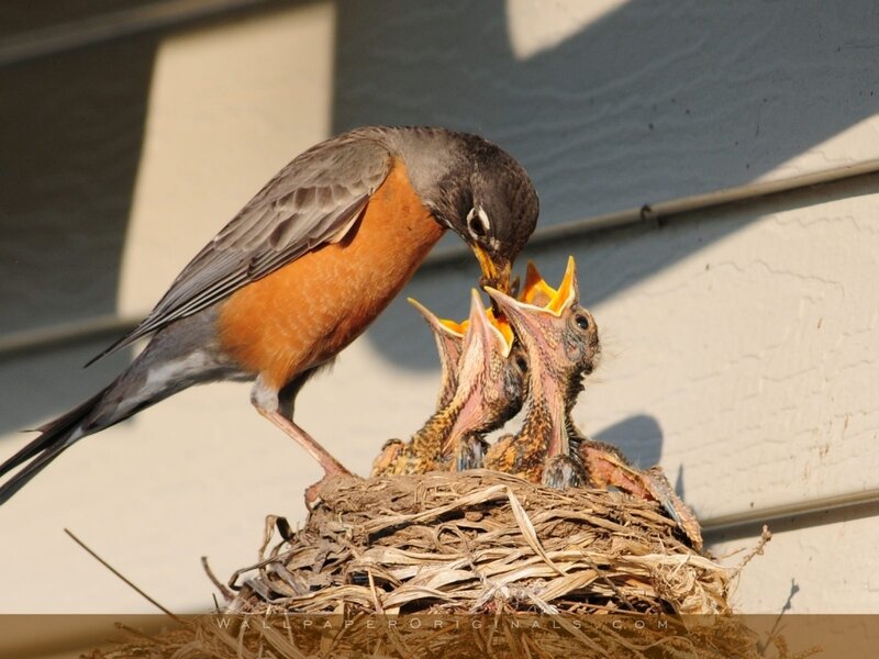 Robin feeding its chicks