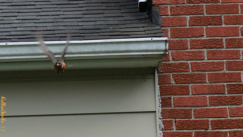Robin Flying Near Gutter