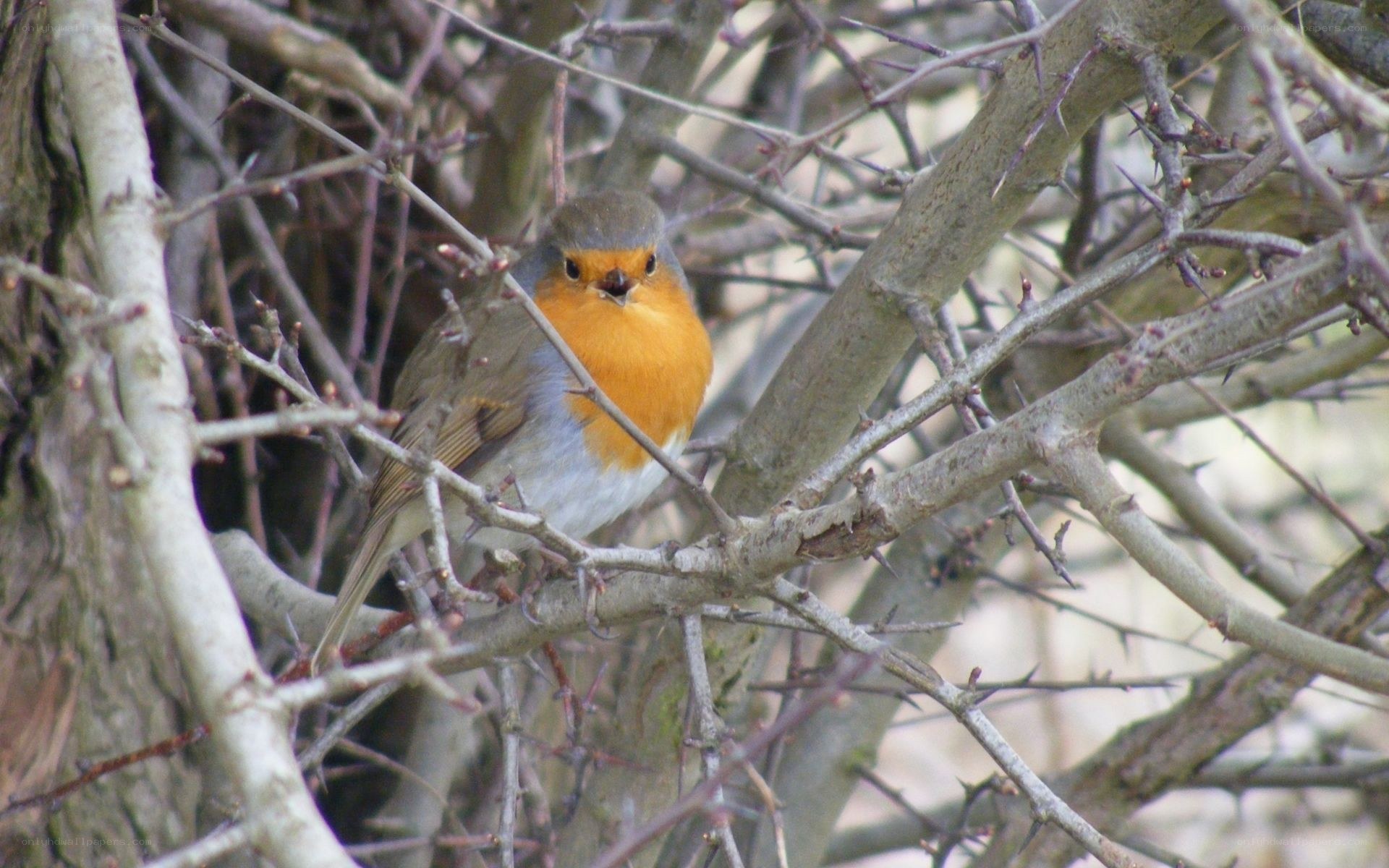 Robin in a thorny bush