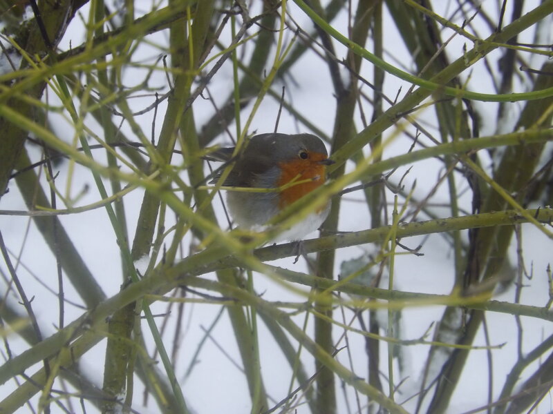 Robin in Bare Branches