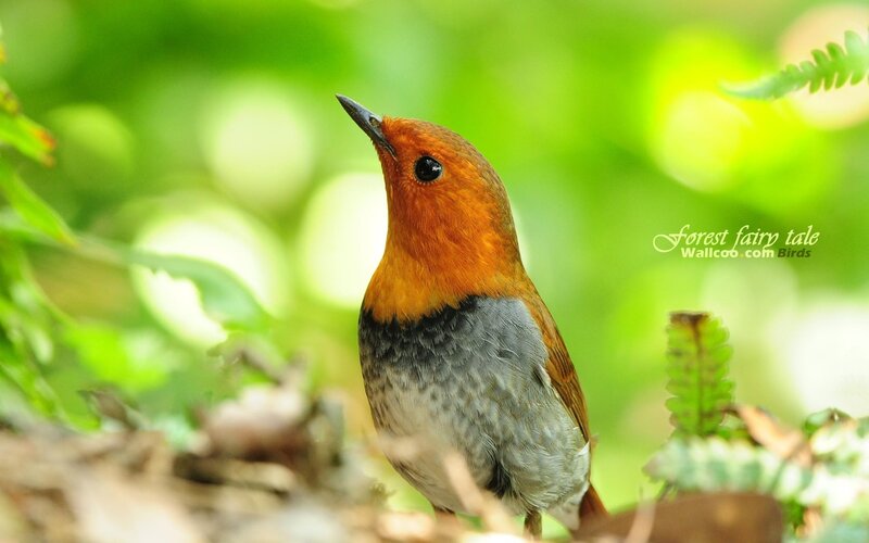 robin in forest