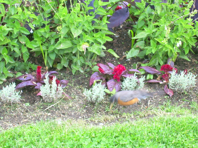 Robin in Garden
