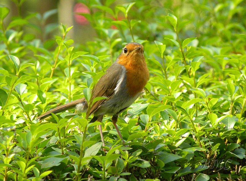 Robin in Green Bush