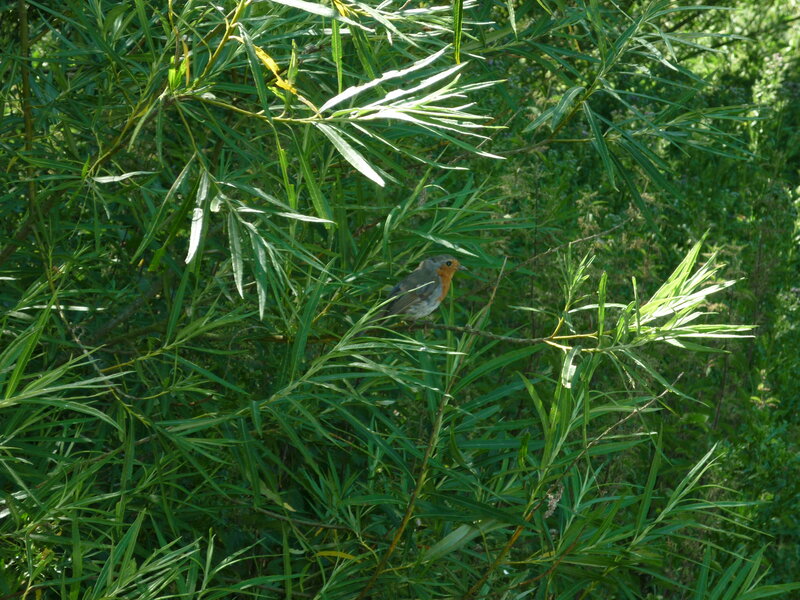 Robin in green foliage