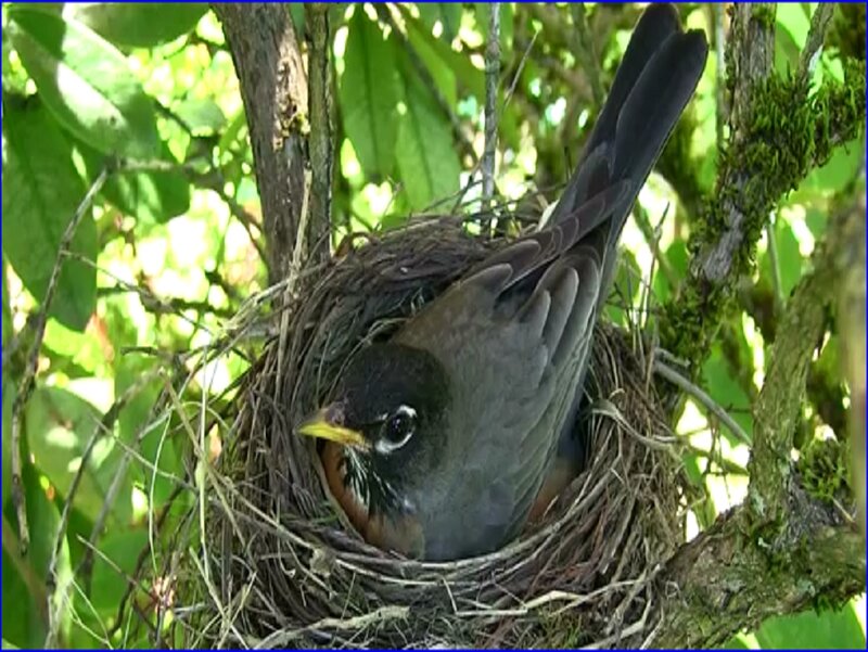 Robin in Nest