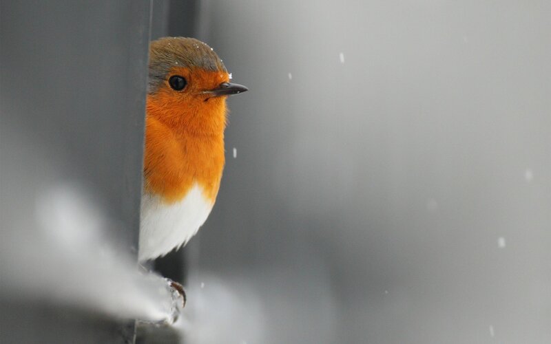 Robin in Snow — Orange, Calm