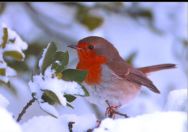 Robin in Snow