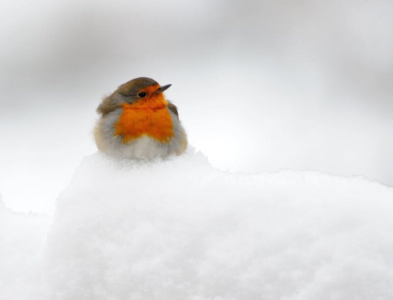 Robin in Snow — White, Calm
