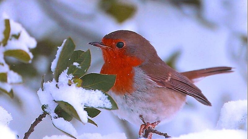 Robin in Snow — White, Calm, Winter, Photograph, Branch