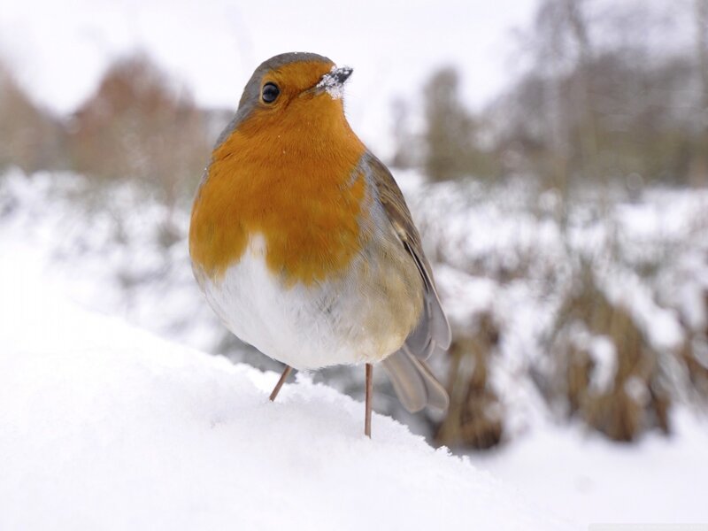 Robin in Snow — White, Calm, Winter, Photograph