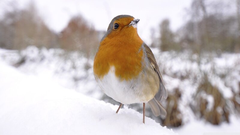 Robin in Snow — White, Calm, Winter, Photograph, Trees