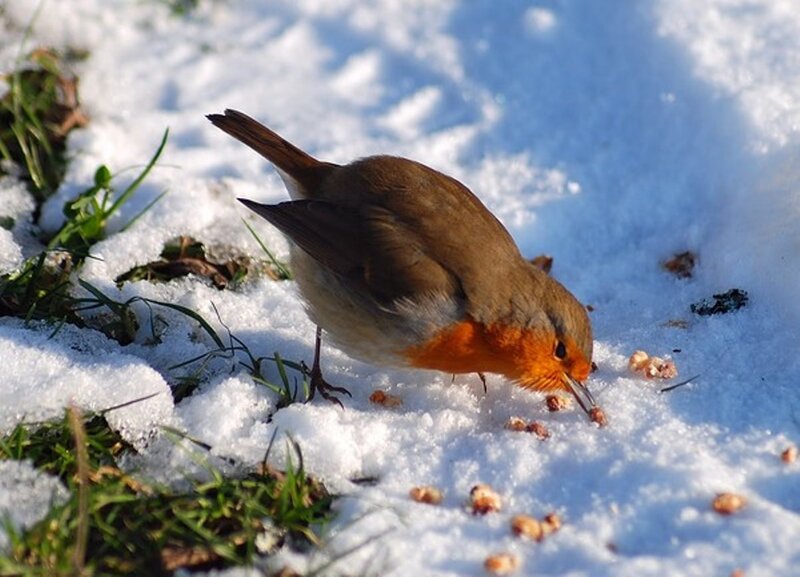 Robin in Snow — White, Calm, Winter