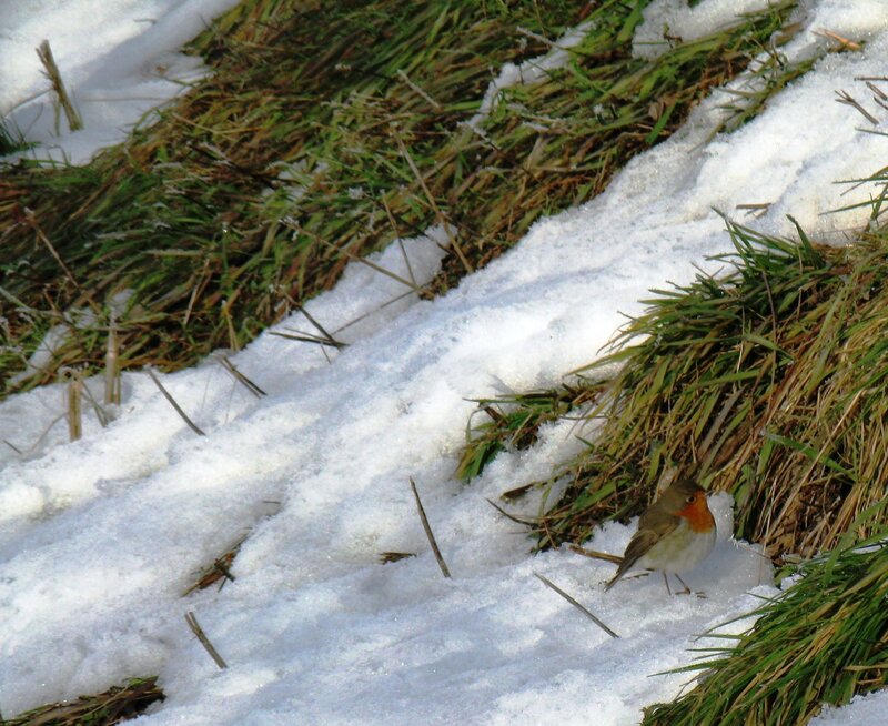 Robin in Snow — White