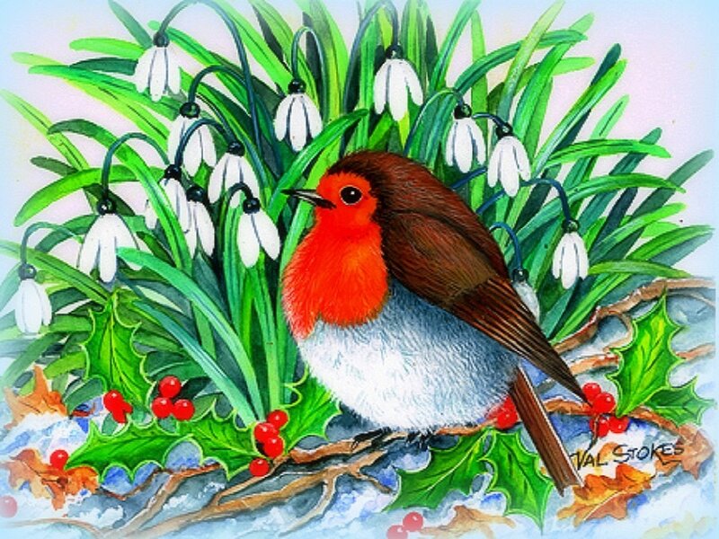 Robin in Snowdrops