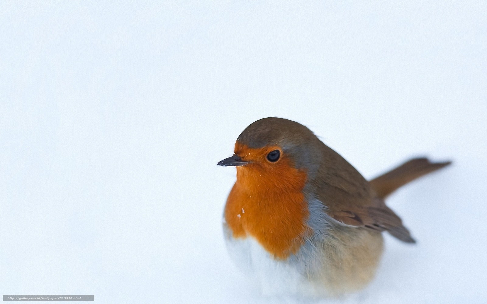 Robin in the snow