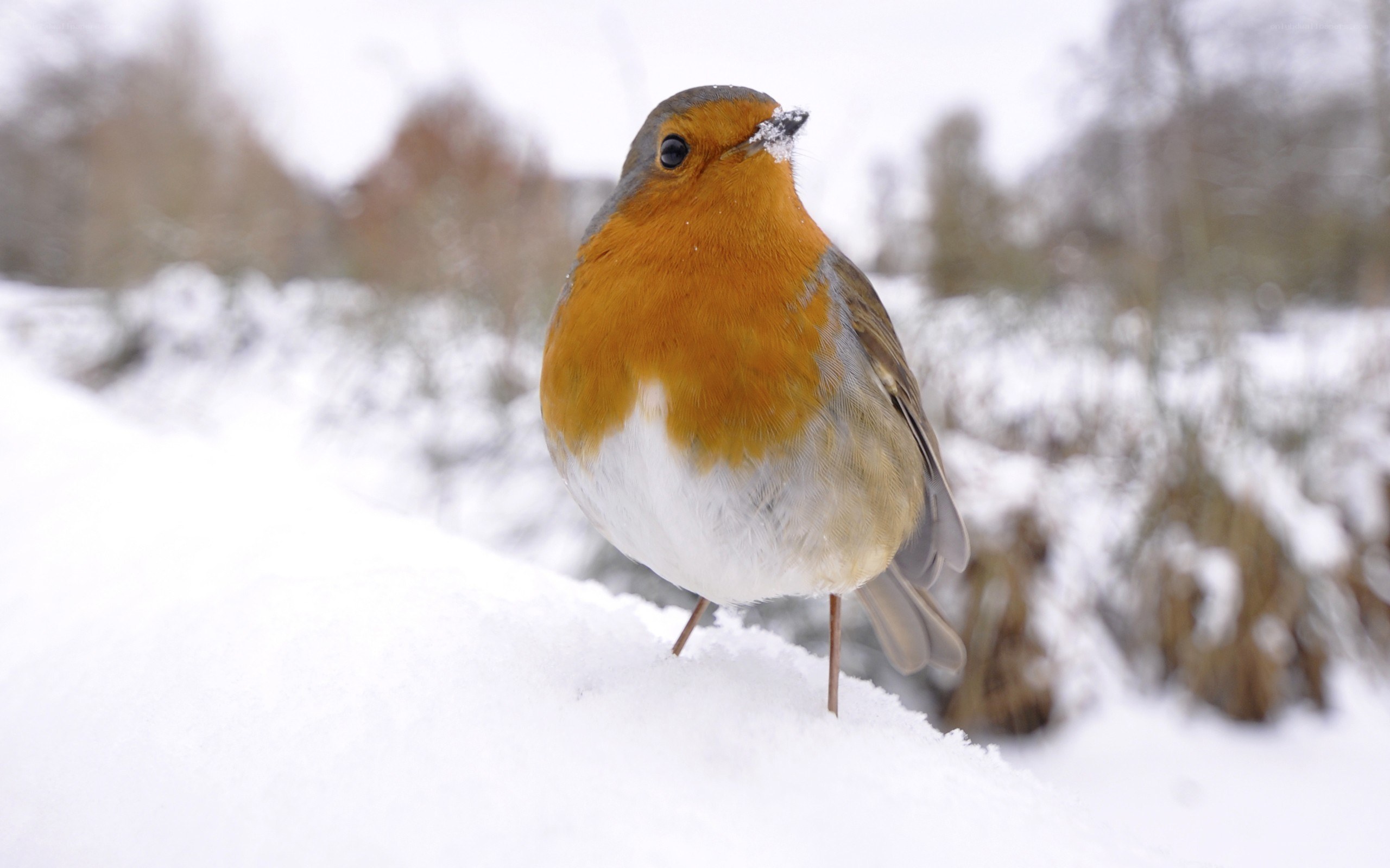 Robin in the snow
