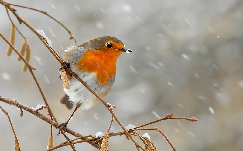 Robin in the snow