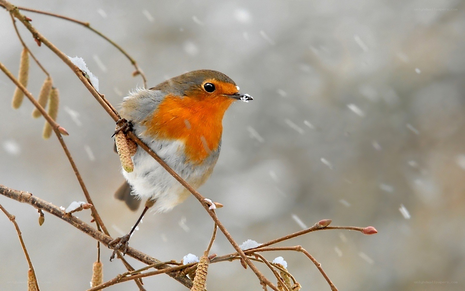 Robin in the snow