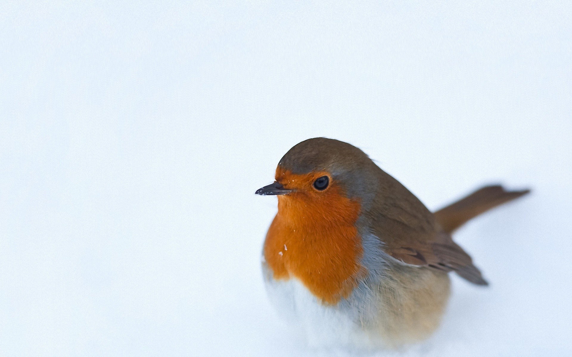 Robin in the snow