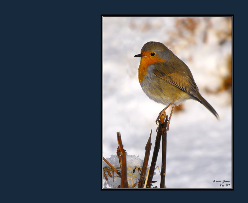 Robin in the snow