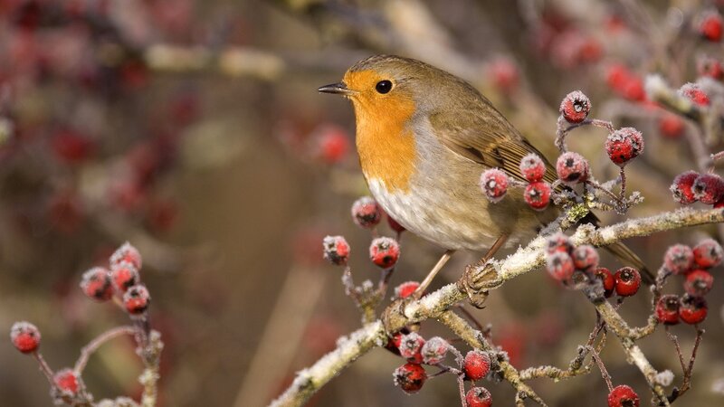 Robin on a berry branch