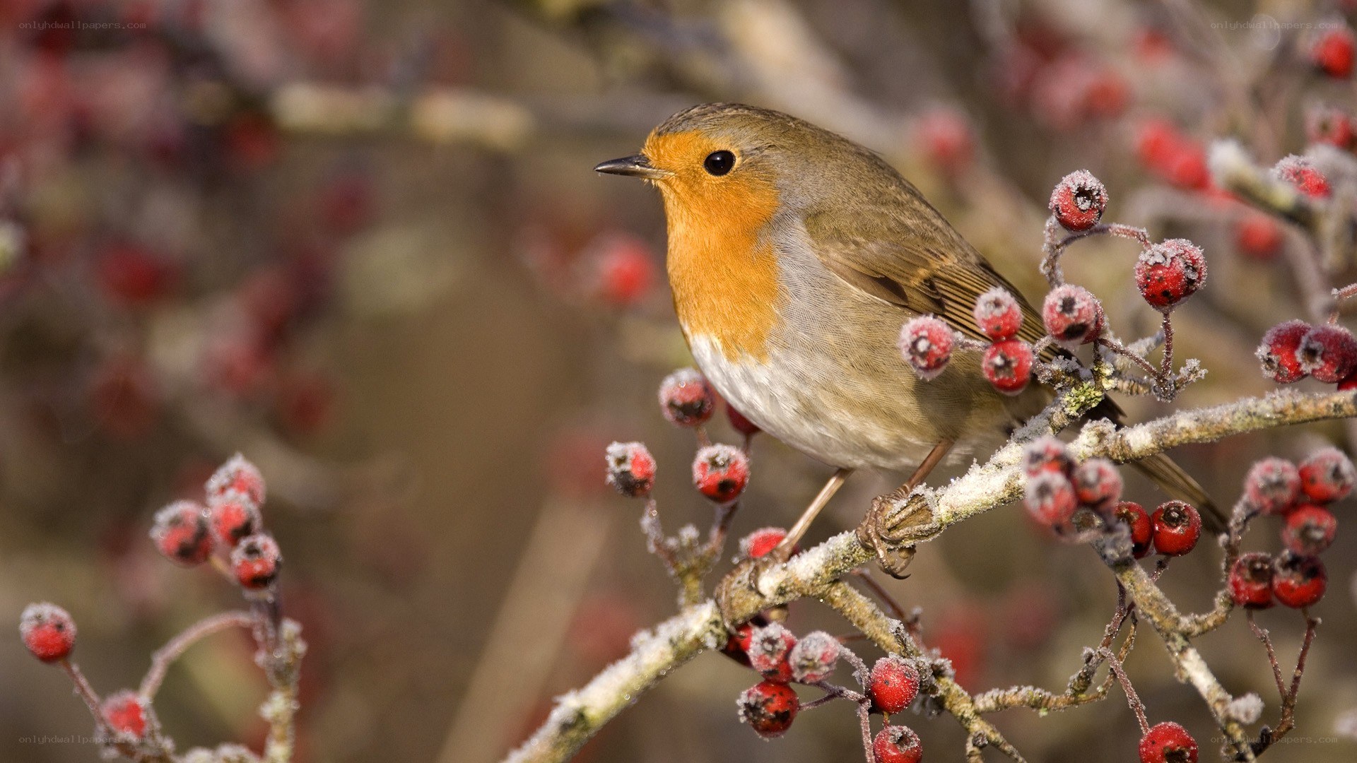 Robin on a berry branch