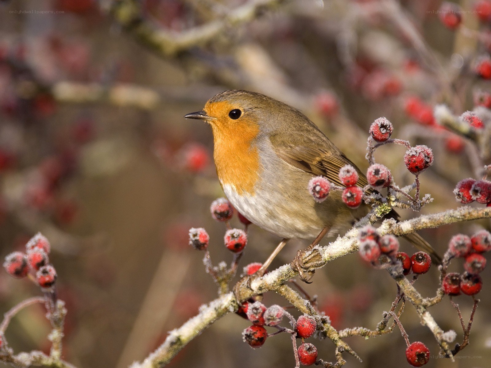 Robin on a berry branch