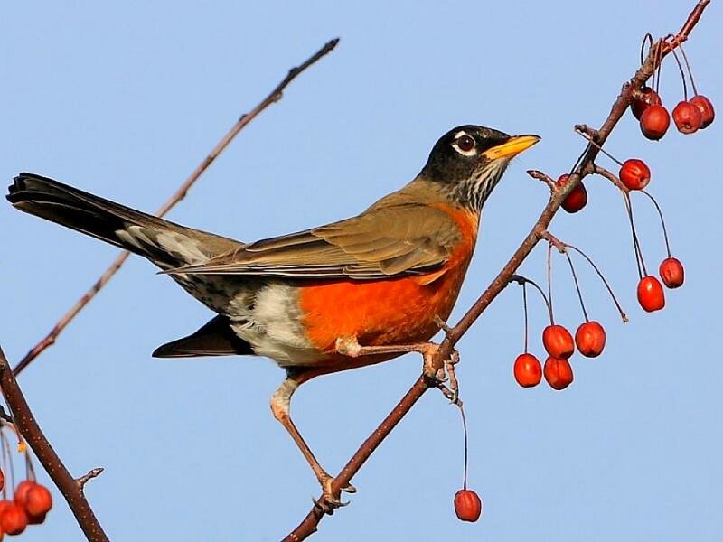 Robin on a berry branch