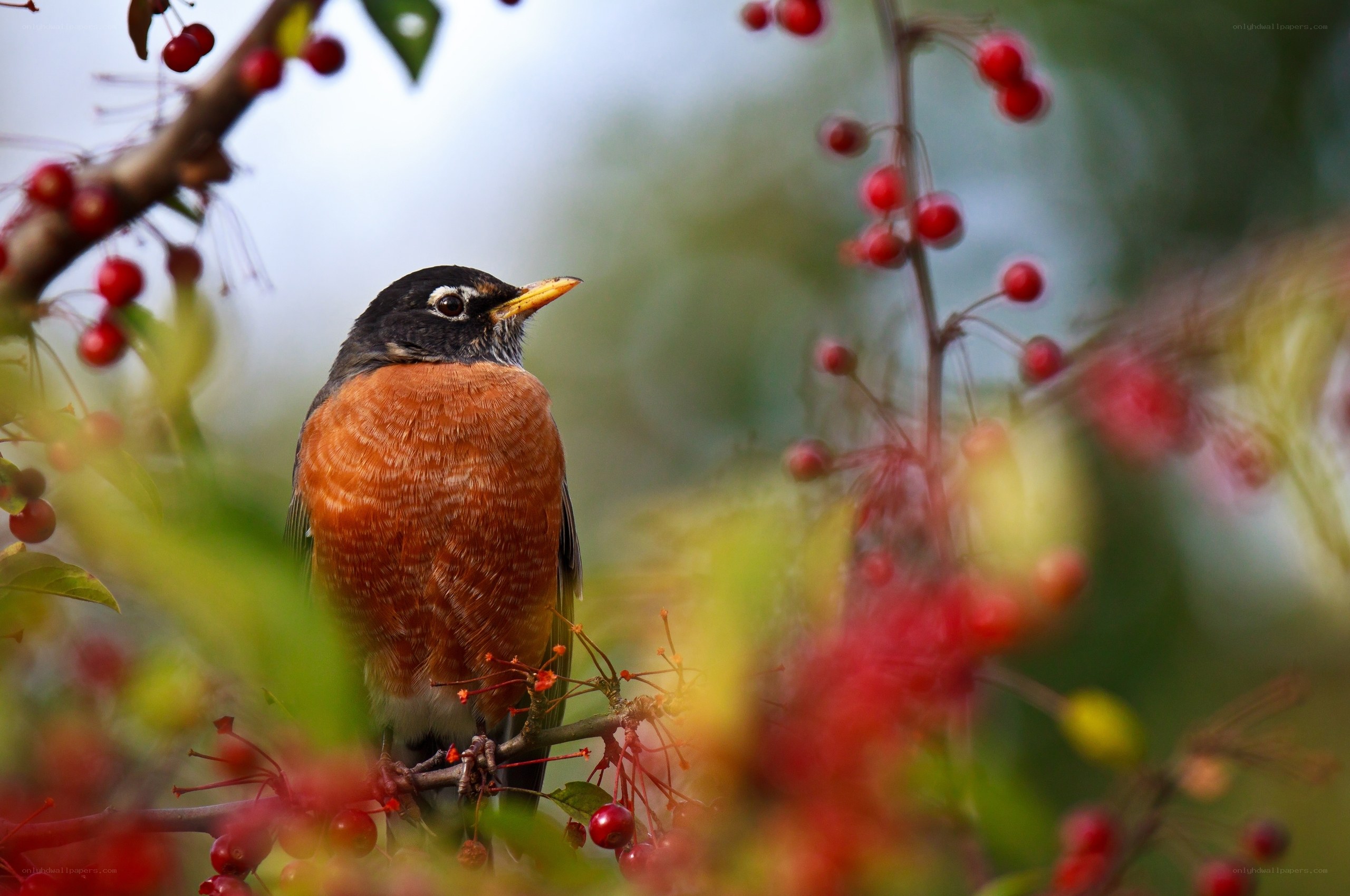 Robin on a berry branch