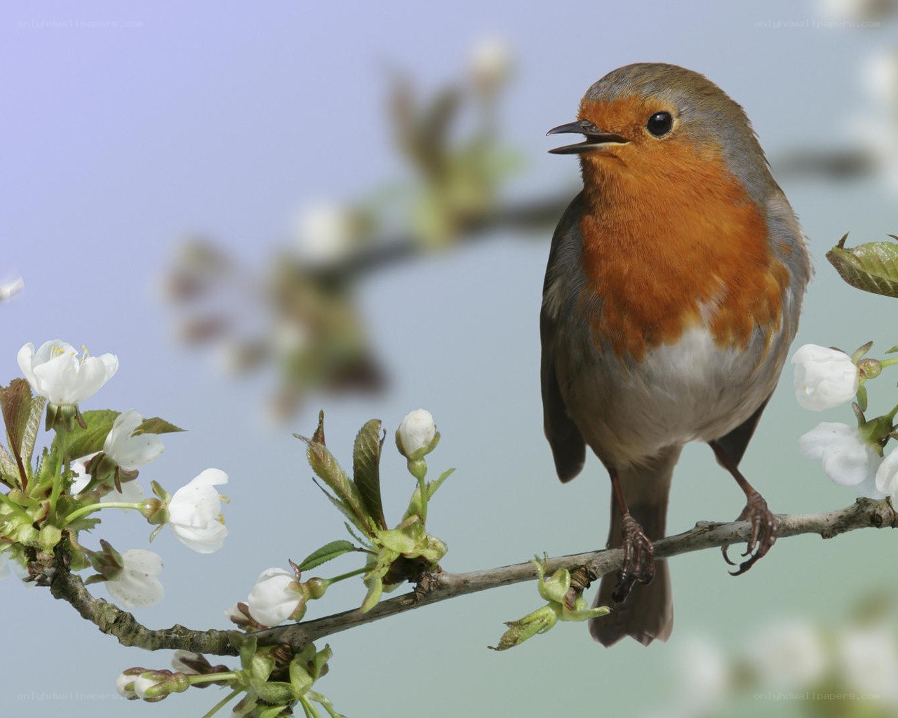 Robin on a blossoming branch
