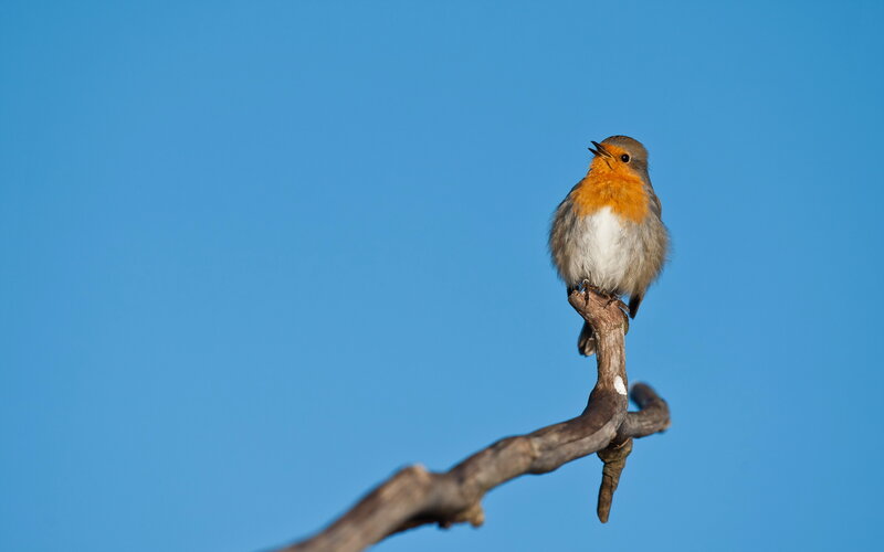 Robin on a Branch — Blue