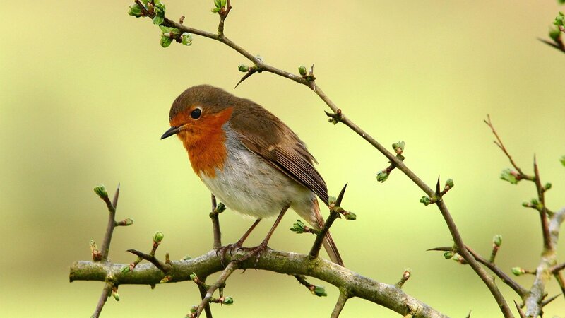 Robin on a Branch — Brown, Calm