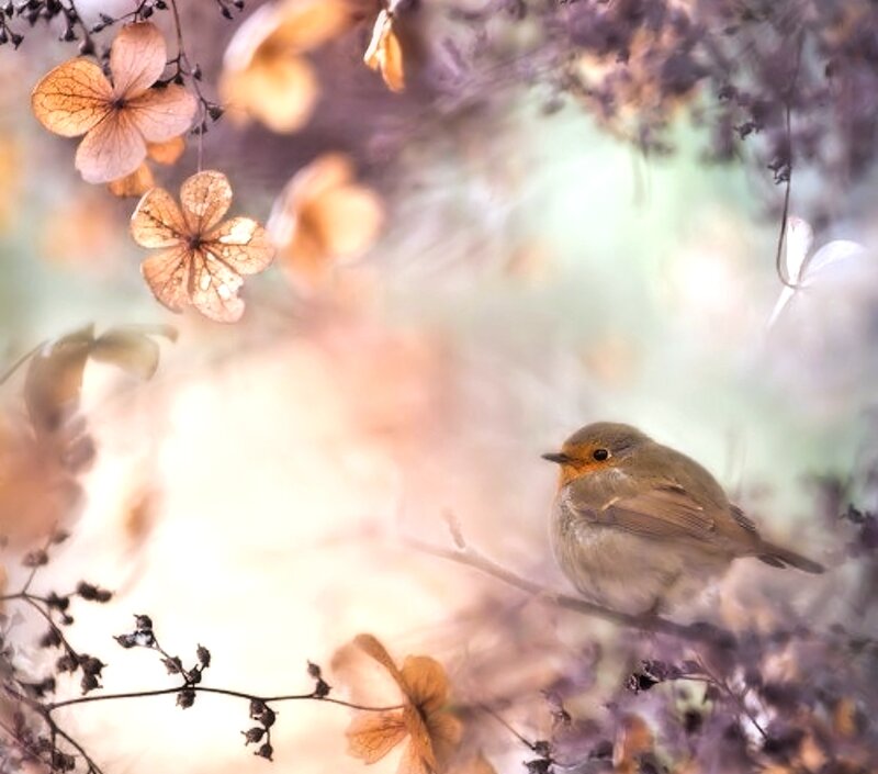 Robin on a Branch — Brown, Serene, Autumn