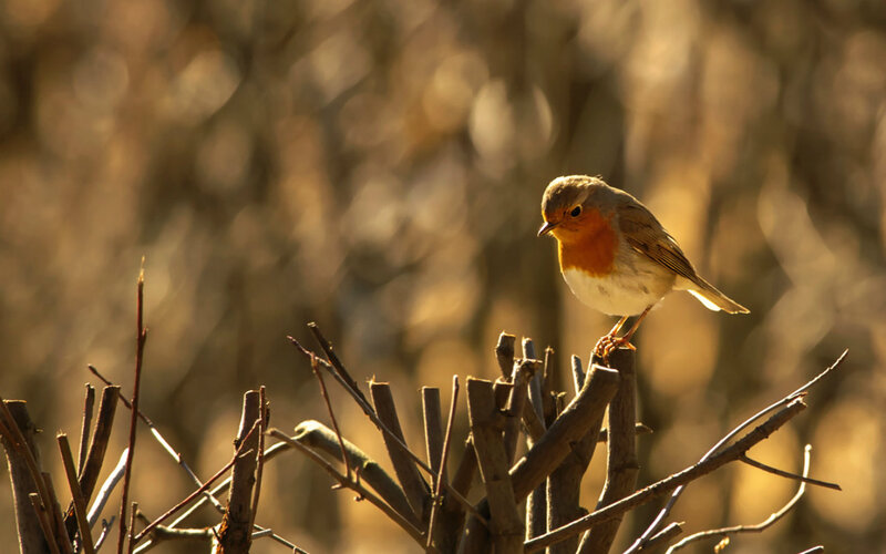 Robin on a Branch — Brown, Serene
