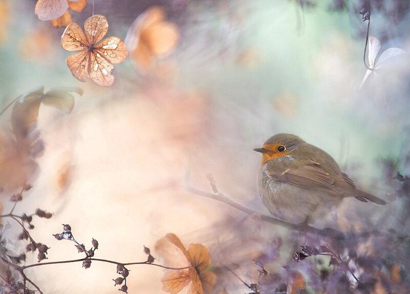 Robin on a Branch — Brown